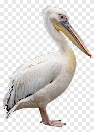 White Pelican Standing PNG