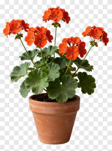 Orange Geranium Plant In A Pot PNG