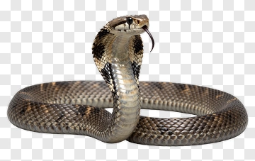 Cobra Snake With Raised Head PNG