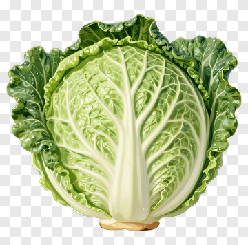Fresh Green Cabbage PNG