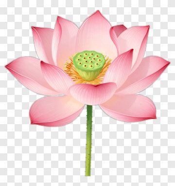Pink Lotus Flower PNG
