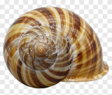 Brown Snail Shell PNG