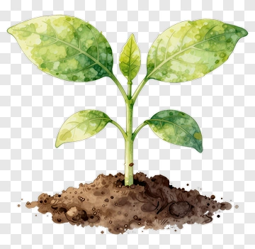 Green Plant Growing In Soil PNG
