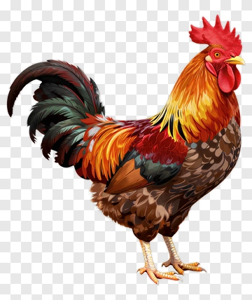 Colorful Rooster PNG
