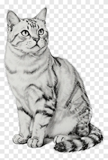 Realistic Cat Sitting PNG