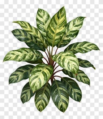 Colorful Plant With Variegated Leaves PNG