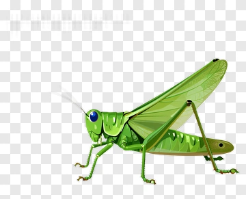 Green Grasshopper PNG