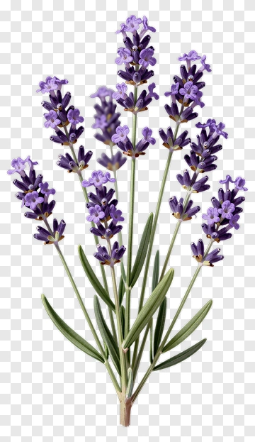 Lavender Flower Bouquet PNG