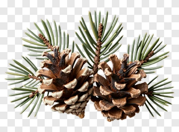 Pine Cones With Green Needles PNG