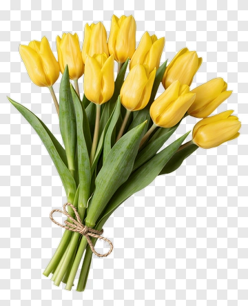 Bouquet Of Yellow Tulips PNG
