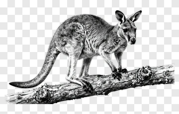 Kangaroo Standing On A Log PNG