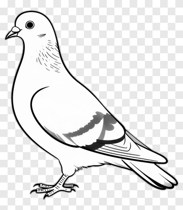 Illustration Of A Pigeon PNG