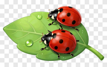 Colorful Ladybugs On A Green Leaf PNG