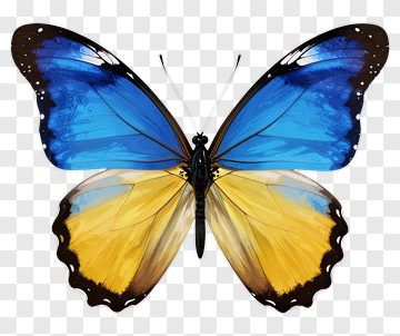 Colorful Blue And Yellow Butterfly PNG