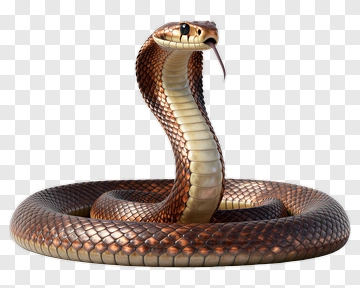 Realistic Cobra Snake PNG