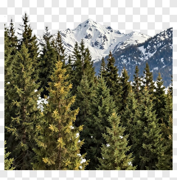 Mountain Landscape With Pine Trees PNG