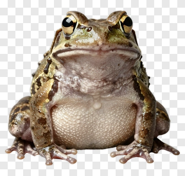 Realistic Frog Sitting PNG