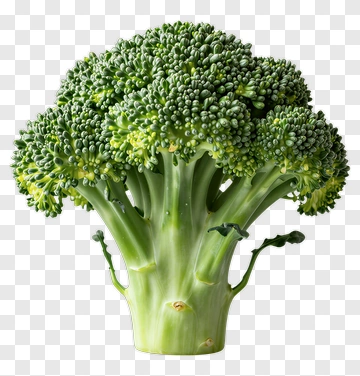 Fresh Broccoli PNG