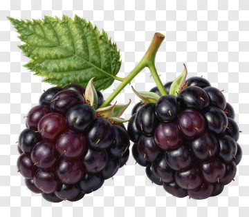 Blackberries On A Branch PNG