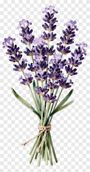 Lavender Bouquet PNG