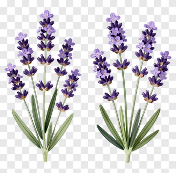 Lavender Flower Bouquet PNG