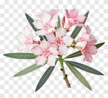 Pink Oleander Flower Bouquet PNG