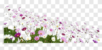 Colorful Flower Field PNG