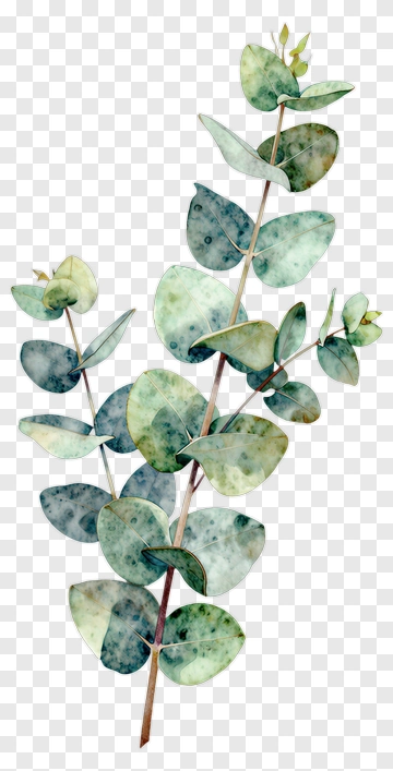 Watercolor Eucalyptus Branch PNG