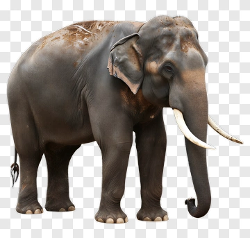 Elephant Standing In A Natural Pose PNG