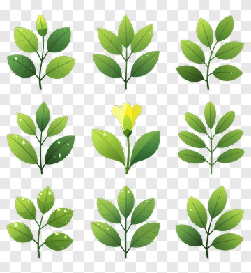 Collection Of Green Leaves And Flower Illustrations PNG