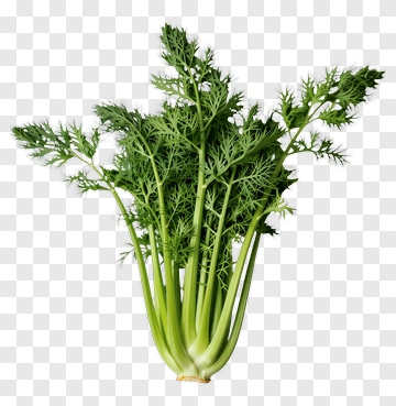 Fresh Celery Bunch PNG