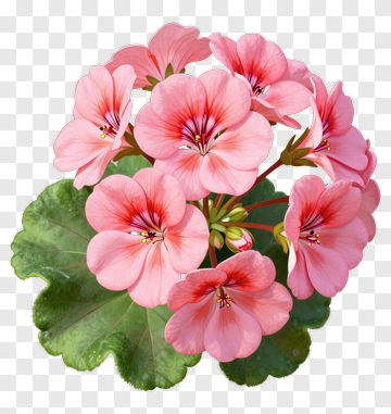 Pink Geranium Flower Bouquet PNG