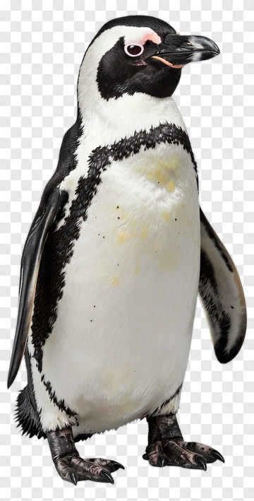 Penguin Standing Upright PNG