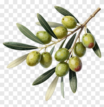 Olive Branch With Green Olives PNG