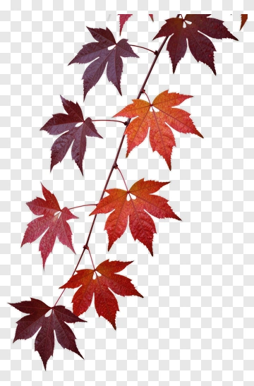 Colorful Maple Leaves PNG
