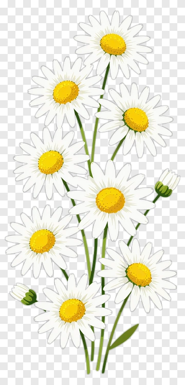 Daisy Flower Bouquet PNG