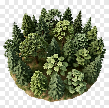 Forest With Various Trees PNG