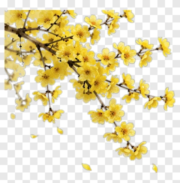 Yellow Flowering Branch With Blossoms PNG