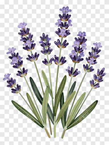 Lavender Flower Bouquet PNG