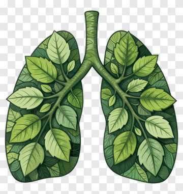 Leafy Lungs PNG
