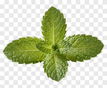 Fresh Mint Leaves PNG