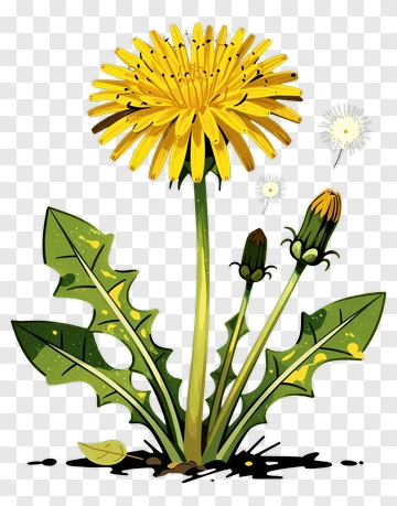 Colorful Dandelion Flower With Green Leaves PNG