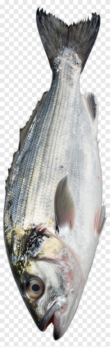 Whole Fish PNG