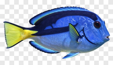 Blue Fish With Yellow Tail And Fins PNG