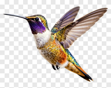 Colorful Hummingbird In Flight PNG