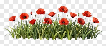 Red Poppy Flowers In Green Grass PNG