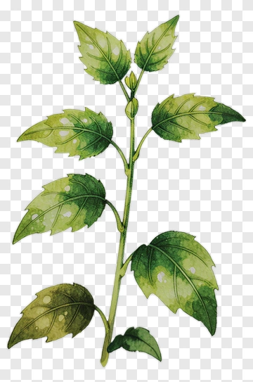 Watercolor Green Plant With Leaves PNG