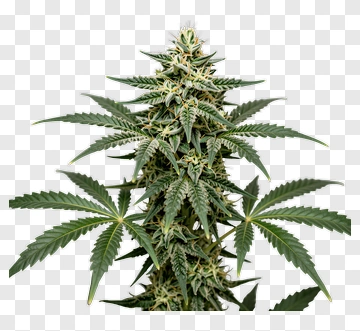 Cannabis Plant With Green Leaves PNG