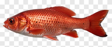 Red Goldfish PNG