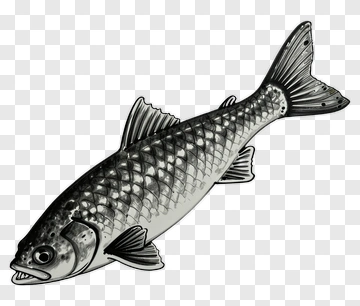 Realistic Fish Illustration PNG